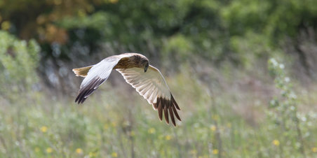 En tur rundt om Egå Engsø 