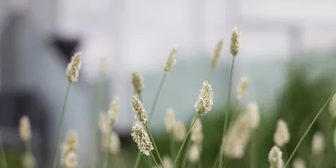 Mad og Loppemarked under Kulbroen