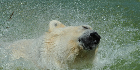 Skandinavisk Dyrpark