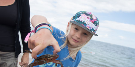 De Rullende Strandkokke