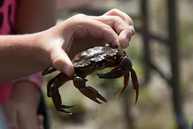 Strandkrabber - en ukendt delikatesse