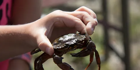 Strandkrabber - en ukendt delikatesse