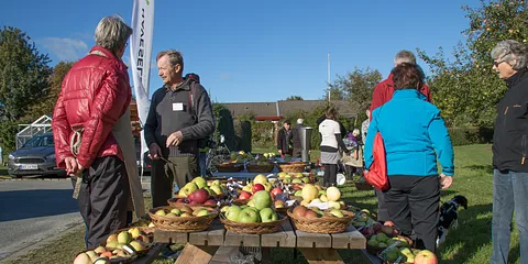 Æbler: Viden og most