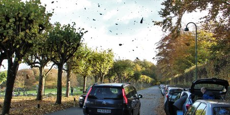 Efterårsskoven røde og gule farver