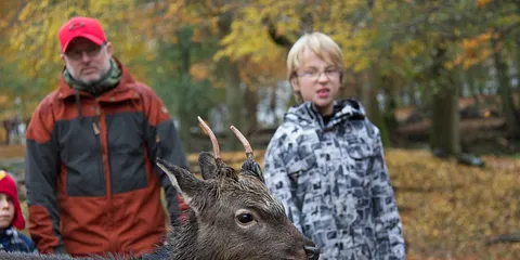 Smag på Aarhus: En hjort i dyrehaven