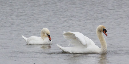 Egå Engsø fejrer 10-års jubilæum