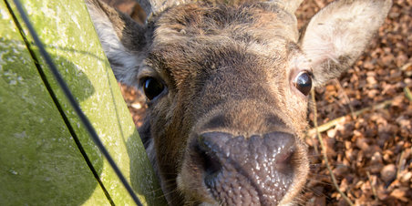 En solskinslørdag i Dyrehaven