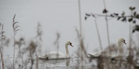 Egå Engsø en vinterdag