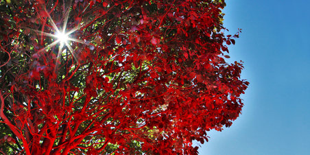 Landskabsmaleri ved mindeparken