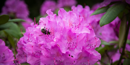 MINDEPARKEN - Kunst versus Natur