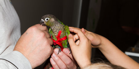 Åbent hus ved Dansk Dyreværn i Århus