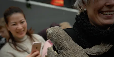 Krokodille zoo i City Vest