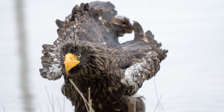 Efterårsferien i Skandinavisk Dyrepark