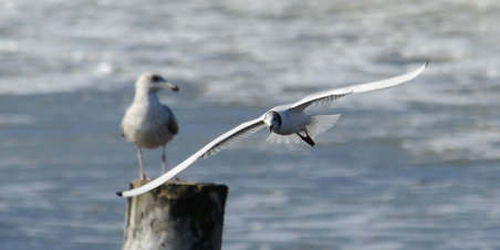 Forårsimpressioner fra Tangkroen
