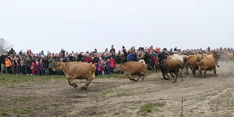 Køerne dansede på Karensminde