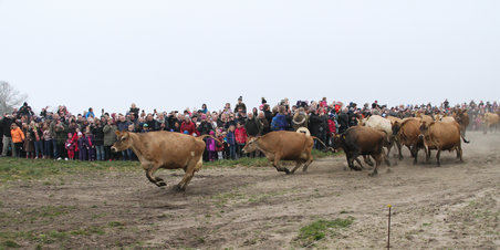 Køerne dansede på Karensminde