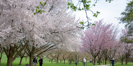 Træerne er sprunget ud i Mindeparken