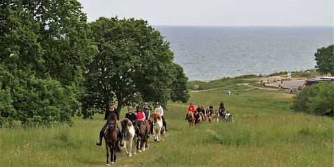 Islænderklubben på skovtur