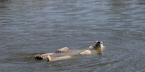 Skandinavisk Dyrepark