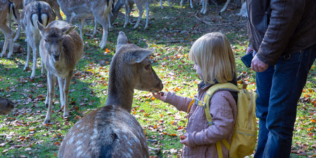 Dyrehaven i efterårssol