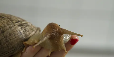 Åbent hus på Dyreinternatet 