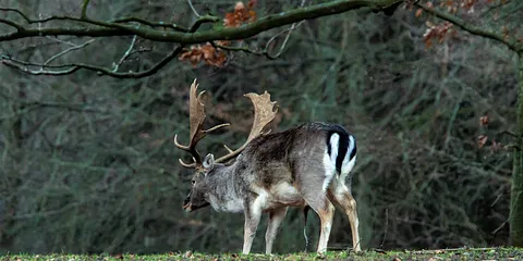 Første juledag i Dyrehaven