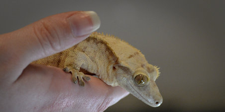 Reptilmesse i Aarhus