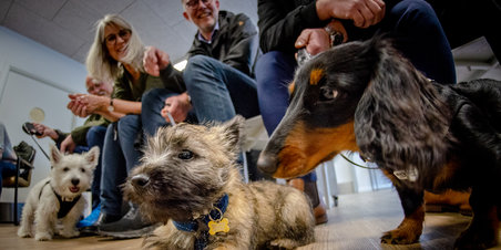 Hvalpeaften på Nordre Dyrehospital