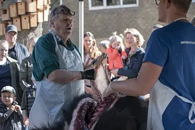 Se en sortbjørn indefra