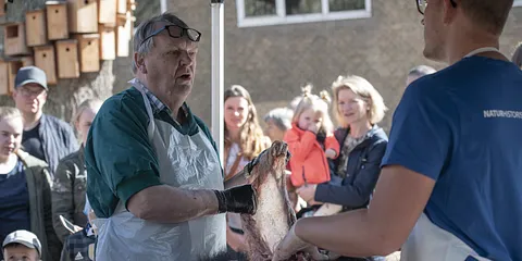 Se en sortbjørn indefra