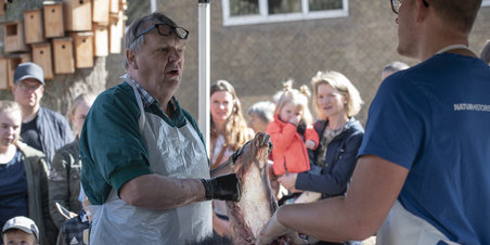 Se en sortbjørn indefra