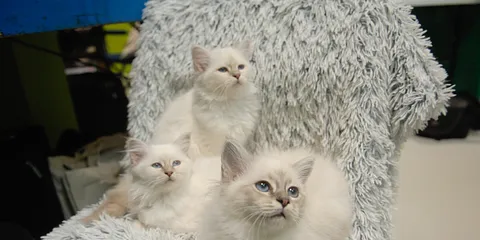 Fremvisning af racekatte hos Maxizoo Aarhus C