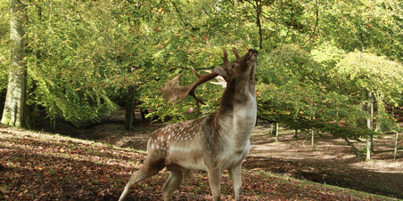  Marselisborg Dyrehave