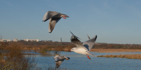 Søndagsimpressioner fra Brabrandstien