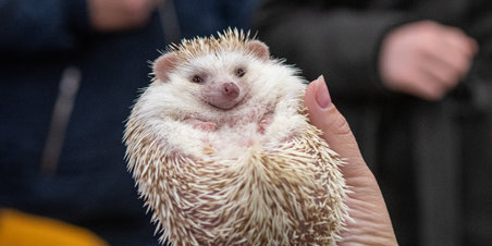 Reptilmesse i Aarhus