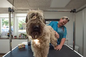 Aarhus Hundesalon åbner i nye lokaler