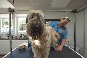 Aarhus Hundesalon åbner i nye lokaler