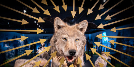 Aktiviteter på Naturhistorisk Museum i vinterferien