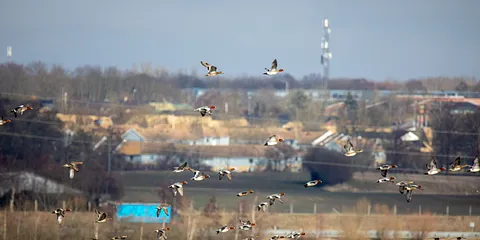 Forår ved Egå Engsø