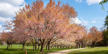 Forår i Mindeparken