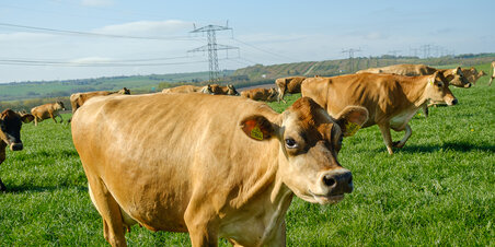 Forår på Havdal Gårdmejeri