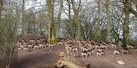 Dyrehaven februar 2023