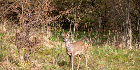 Tur rundt om Egå Engsø