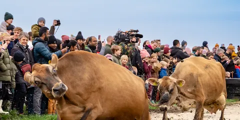 Køerne dansede til Økodag 2023