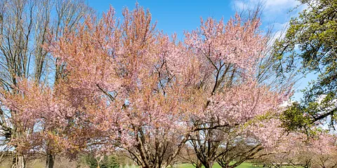 Mindeparken i fuld blomst