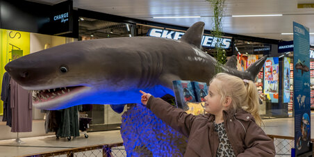 Haj-udstilling I Nord