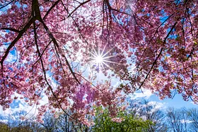 Forår i Mindeparken