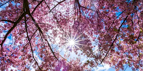 Forår i Mindeparken