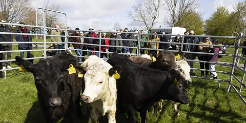Køerne kom på græs