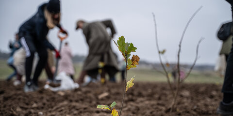 Plantning af Northside Skoven